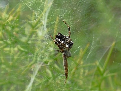 «Cyrtophora citricola», también llamada araña tropical de tela de tienda o araña de las chumberas