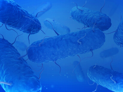 En muchos casos, las bacterias que habitan en nuestro cuerpo contribuyen con su presencia a activar las defensas del organismo