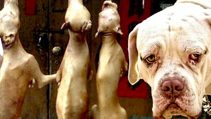 Cães pendurado no Festival da Carne de Cão em Yulin, China