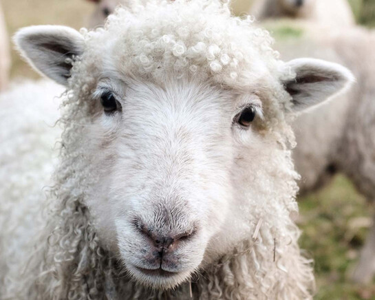 100 Percent Wool. Courtesy of Museum Europäischer Kulturen