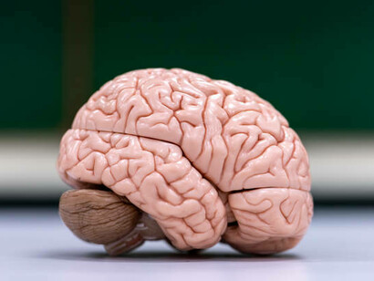 Microscopic view of human cerebellum, thalamus, medulla oblongata, spinal cord, and motor neurons in a laboratory setting