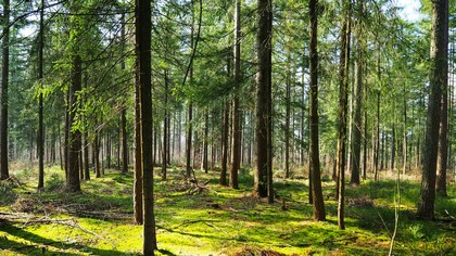 A peaceful forest representing harmony 