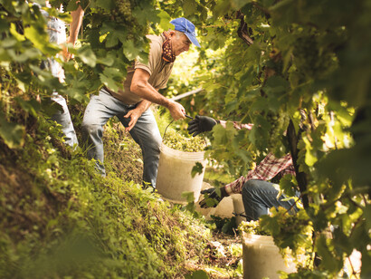 Vendemmia eroica nelle colline del Conegliano Valdobbiadene Prosecco Superiore Docg, foto Beatrice Pilotto