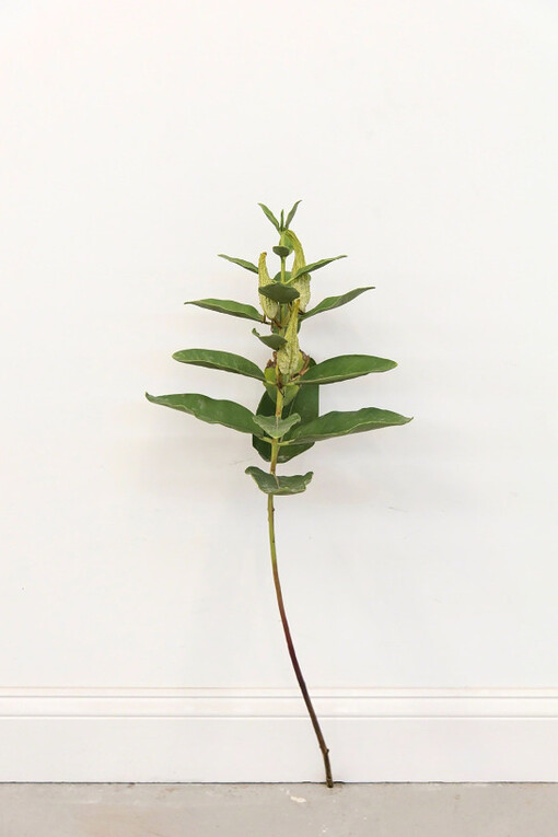 Tony Matelli, Weed #388, 2017, Painted bronze, 31.5 x 12 x 12.5 inches, Unique. Courtesy of Wilding Cran Gallery