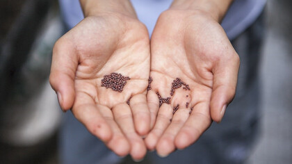 Person with a handful of small seeds