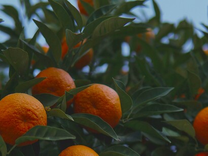 The earthy texture of leaves and glowing mandarins conveys the essence of Jeju’s farm visits—returning to nature’s rhythms and relishing fresh, homegrown flavors