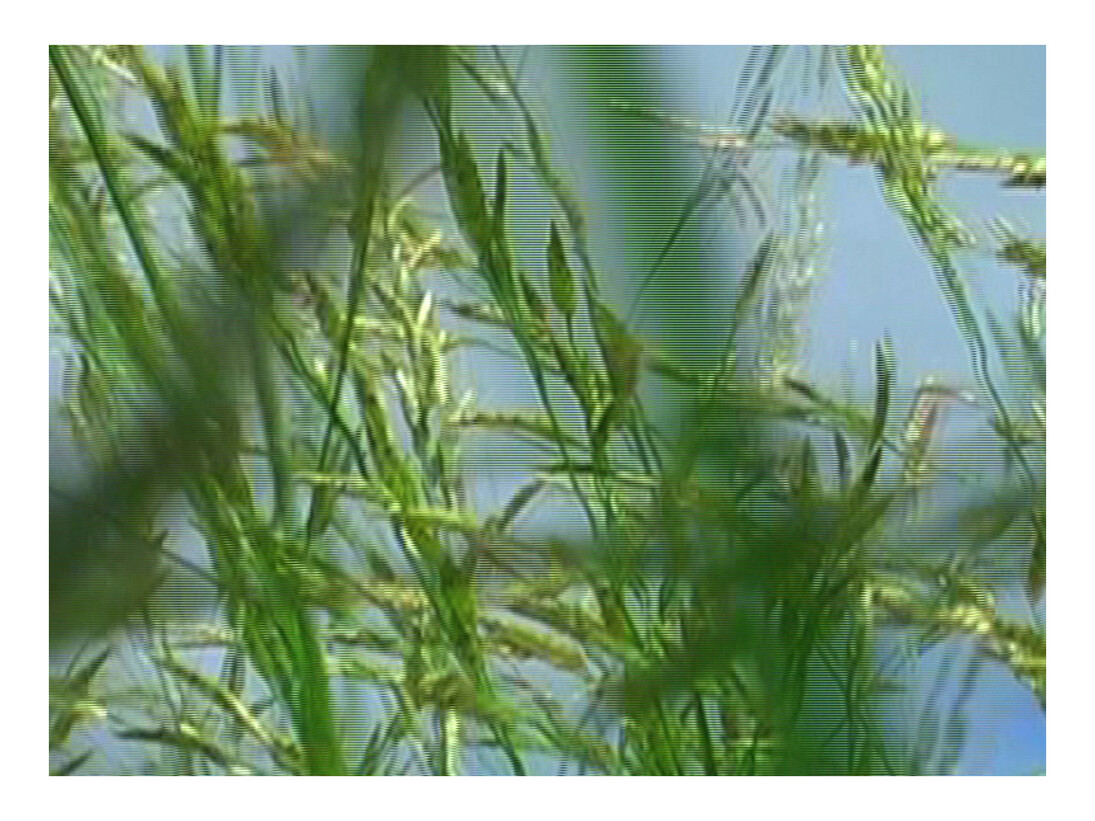 Dineo Seshee Bopape, Video still from Grass Green, 2008, SD digital video, sound. Duration: 6 minutes 52 seconds. Photo credit: © Dineo Seshee Bopape. Courtesy of STEVENSON Cape Town, Johannesburg
