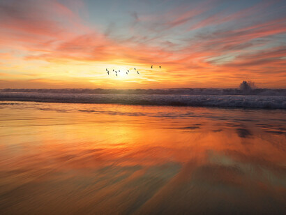 Pájaros al atardecer