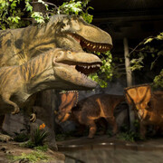 Fossil Gallery. Courtesy Canadian Museum of Nature 