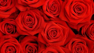 Rosas