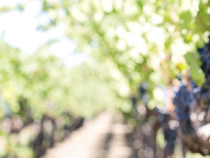 La tenuta Planeta. Ph J. Hauf