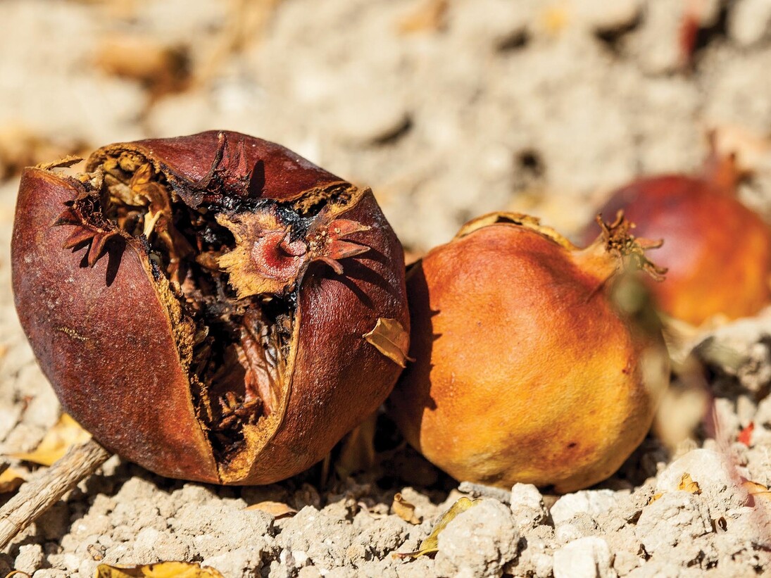 Mustafa Hulusi, Pomegranate No. 1, 2014, 48 sheet poster, 120 x 240 in, inkjet print
