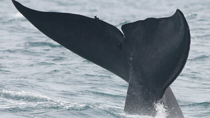 Watching Blue Whales in Mirissa © Gehan de Silva Wijeyeratne