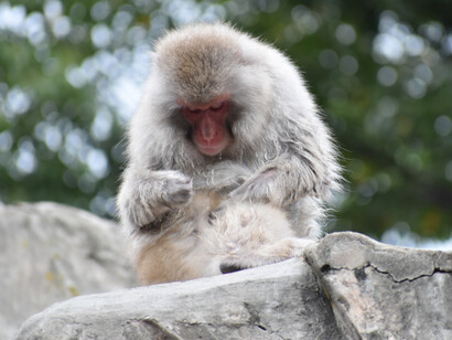 Dettaglio di un esemplare di Macaca fuscata nello zoo di Ueno, Tokyo, Giappone