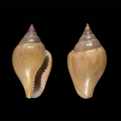 Nella grotta di Üçağızlı II sono stati trovati quattro denti isolati, una mandibola parziale, strumenti musteriani, resti di animali selvatici e conchiglie di Columbella rustica, alcune delle quali forate o riscaldate