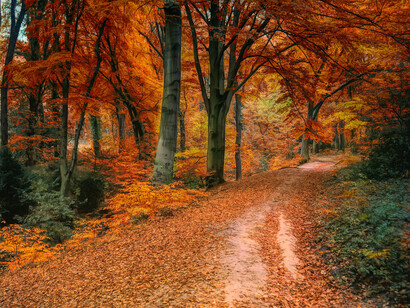 Sentiero in un bosco dai colori autunnali