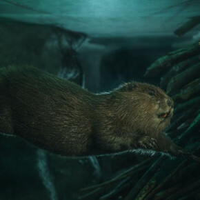 Salzach Lifeline. Courtesy of Haus der Natur 