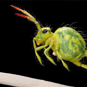 BiodiverCITY. Courtesy of Royal Belgian Institute of Natural Sciences