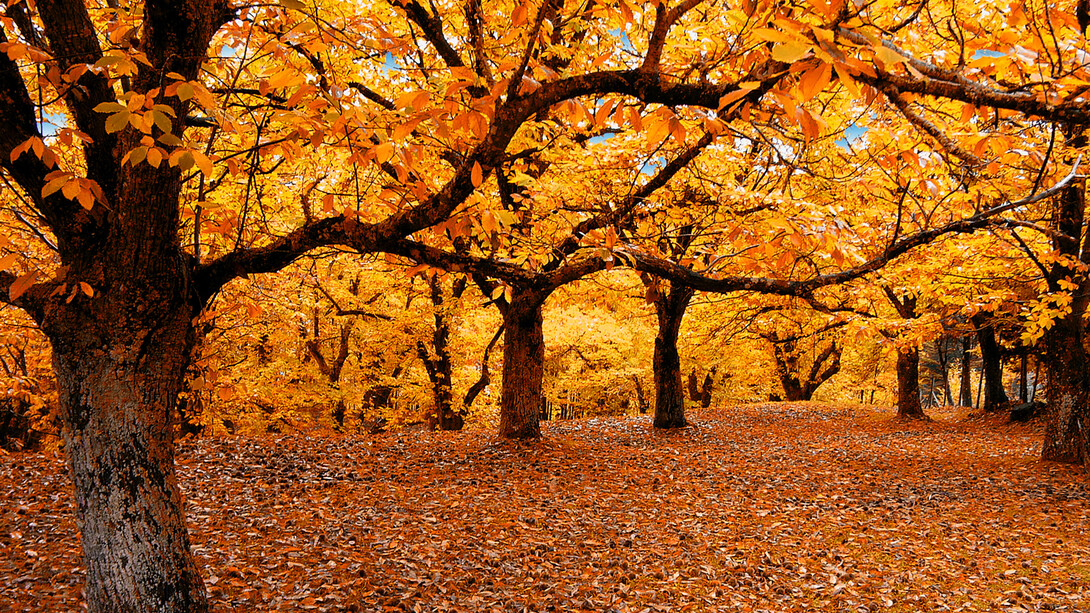 Malinconico autunno