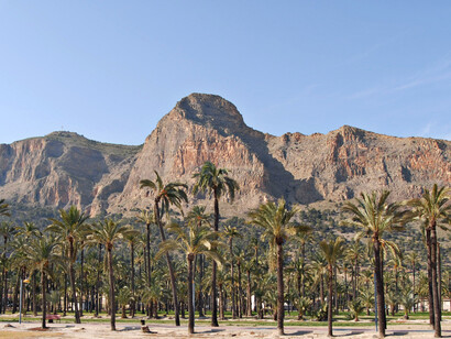 Palmeral de Orihuela, Alicante, España