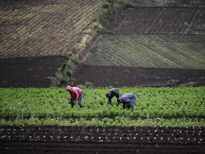 Trabajadores rurales en Costa Rica. Fotografía: Jeffrey Arguedas