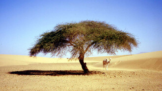 Sahara, acacia spinosa e dromedario
