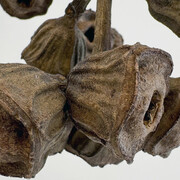 Karolina Maszkiewicz, The weight of light (detail), 2026. Courtesy of Jane Lombard Gallery