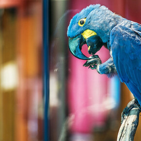 Macaws. Courtesy of Museum für Naturkunde