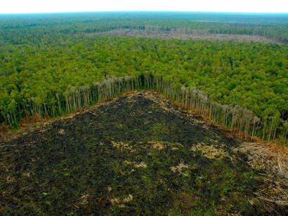 La deforestación amenaza la selva del Amazonaas
