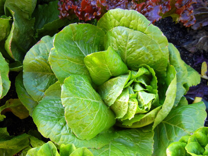Lettuce like a flower