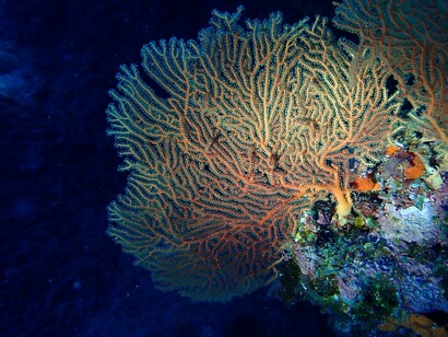 Ventaglio gigante (Annella mollis), Savusavu, isole Fiji