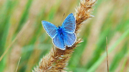 The transformation into a butterfly