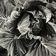 Daido Moriyama. Courtesy of The Lapis Press