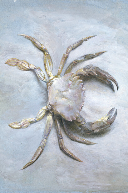 John Ruskin, Study of a Velvet Crab, 1870 (?), Bodycolour over graphite on blue wove paper; 31.5 x 24.5 cm, The Ashmolean Museum, Oxford. Presented by John Ruskin to the Ruskin Drawing School
