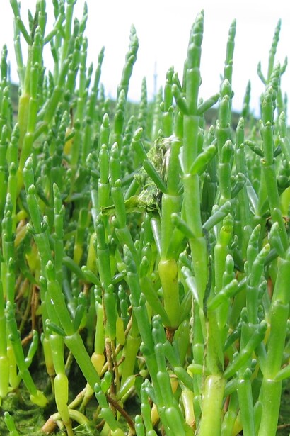 La salicornia è studiata come possibile coltura sostenibile in ambienti aridi e salini, poiché non necessita di acqua dolce per crescere, contribuendo alla sicurezza alimentare in zone colpite dalla desertificazione
