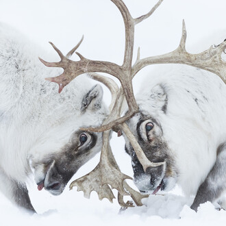 © Stefano Unterthiner, Wildlife Photographer of the Year