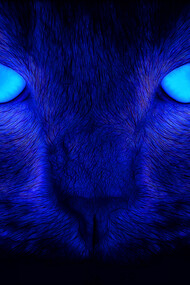 Predator(Editing artistico). Ph Sergio Pessolano