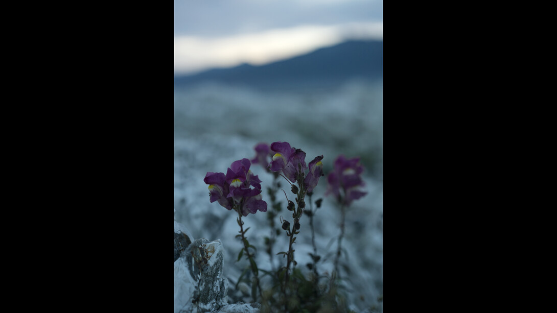Dusk, Point Kean, The Kaikoura Peninsular © Jem Southam courtesy Huxley-Parlour
Gallery