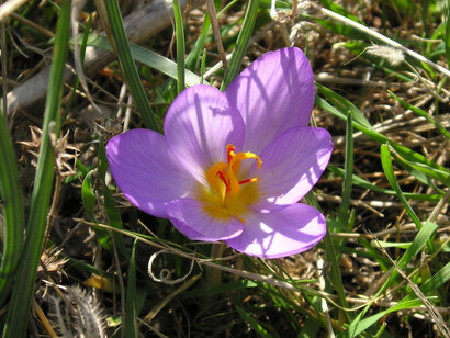 Fiore e pistilli di zafferano