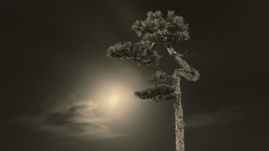 Masao Yamamoto. Courtesy of Mizuma Art Gallery 