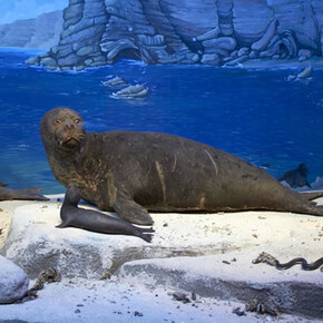 Black Sea seal. Courtesy of Grigore Antipa National Museum of Natural History