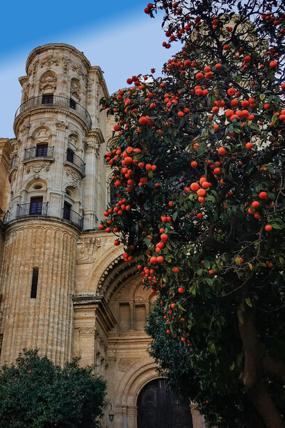 Árvore de laranjas em uma das entradas da Catedral de la Encarnación de Málaga, Espanha