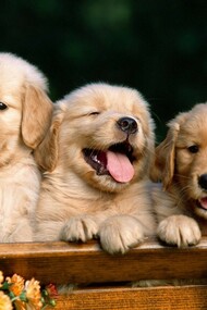 Cãezinhos
