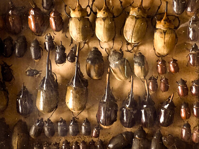 Escarabajos escarabeidos ('Scarabaeidae') venezolanos en la colección de Carlos E. Rojas expuesta durante el primer centenario del nacimiento del Libertador Simón Bolívar en 1883. Foto: Sofía Vollmer de Maduro