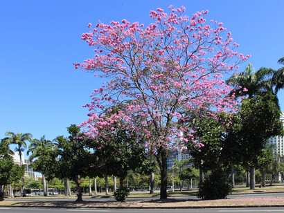 Lota de Macedo Soares foi uma visionária no urbanismo brasileiro, mas seu afastamento do projeto do Parque do Flamengo e suas questões de saúde mental impactaram a continuidade de seus trabalhos 