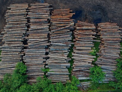 Apesar dos esforços, a prática persistente do desmatamento representa uma séria ameaça à Amazônia