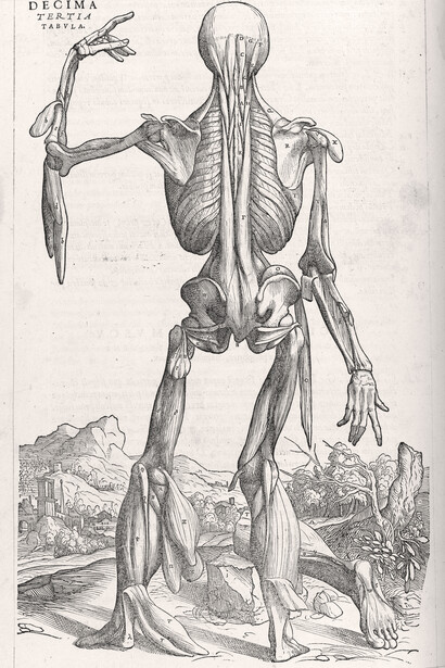 Andrés Vesalio; Lámina del libro «De humani corporis fabrica», 1543