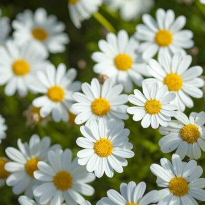 Le poesie sono brevi come corte meditazioni