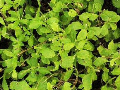 Estevia. Foto: Sabrina Guitart