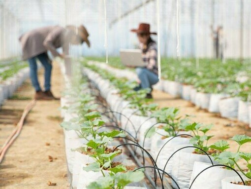 Drip irrigation systems reduce water use while sustaining crop yields in water-stressed regions